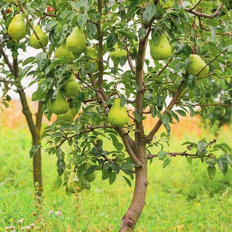 Grusza Komisówka START PACK