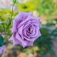 Róża pnąca fioletowo-różowa balot