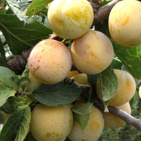 Śliwa Węgierka Biała Śliwa Biała Stara odmiana START PACK