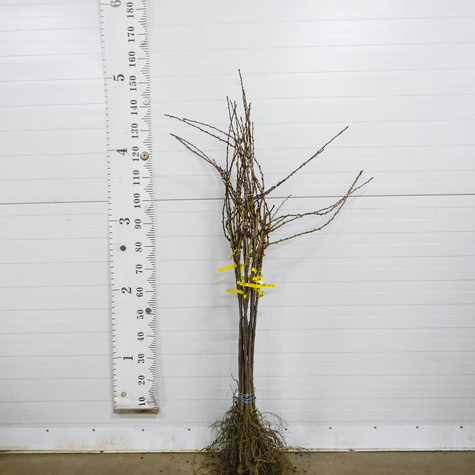 Duo agrest czerwony i porzeczka czerwona na pniu w balocie