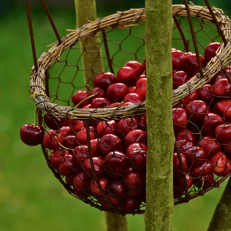 Czereśnia Majówka wczesna (C2)