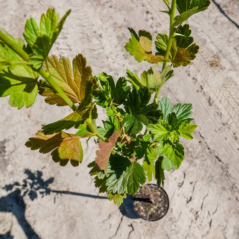 Agrest czerwony na pniu w doniczce