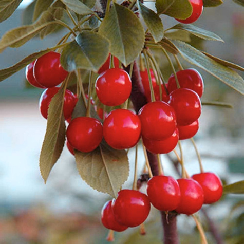 Wiśnia Szklanka Polska