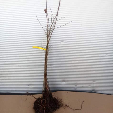 Brzoza brodawkowata Plant Pack