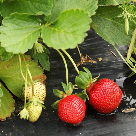 Truskawka Vibrant bardzo wczesna sadzonki Frigo