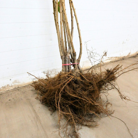 Czereśnia SAMOPŁODNA Staccato Samopylna START PACK