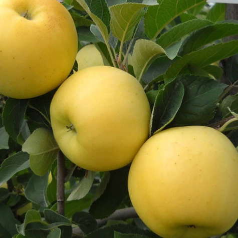 DUO Jabłoń Gala + Golden Delicious niezwykle smaczne