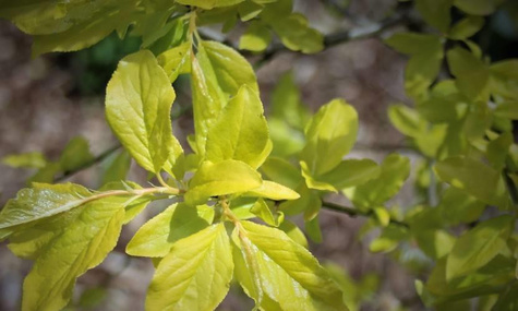 Śliwa wiśniowa ałycza Złoty Obłok (C2)