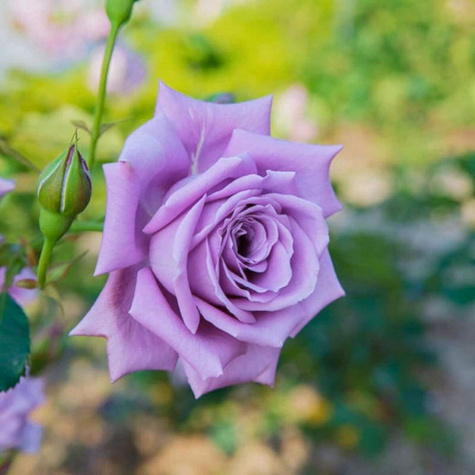 Róża pnąca fioletowo-różowa balot