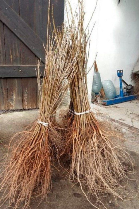 Podkładka Wiśni i Czereśni Antypka - Silnie Rosnąca Plant Pack