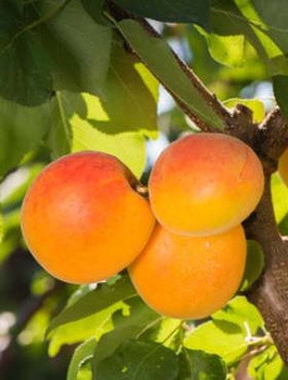 Morela Brabora START PACK