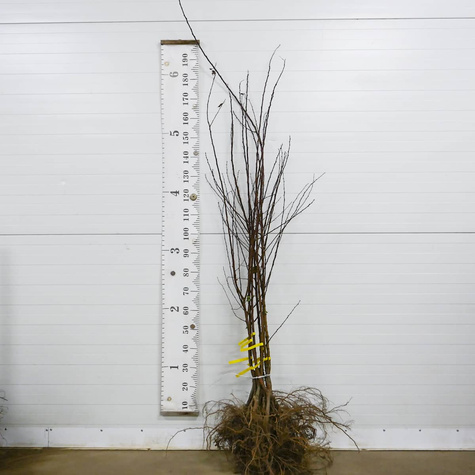 Morela Leala START PACK