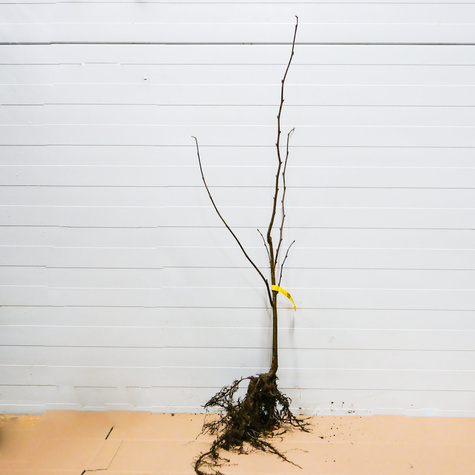 Orzech laskowy Bergera START PACK