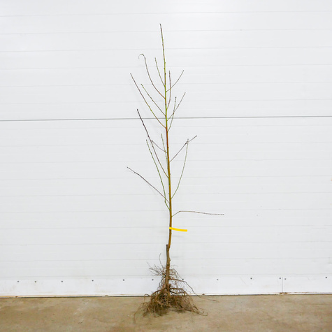 Brzoskwinia Fenix Start Pack