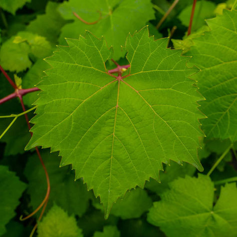 Winorośl winogrona Cascade