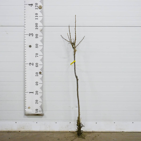 Duo agrest biały i porzeczka biała na pniu w balocie