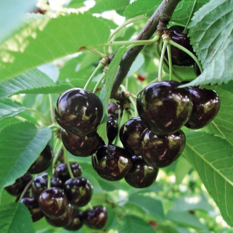 Czereśnia półkarłowa Narana czarne i duże czereśnie START PACK