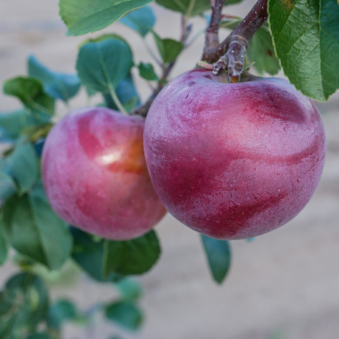 Jabłoń Liberty Parchoodporna