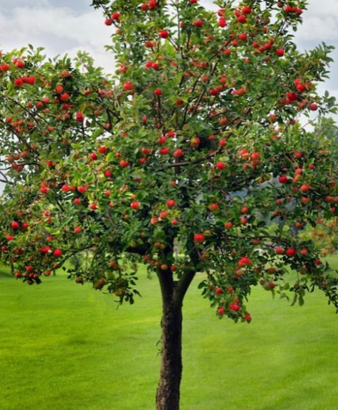 Jabłoń Enterprise Parchoodporna