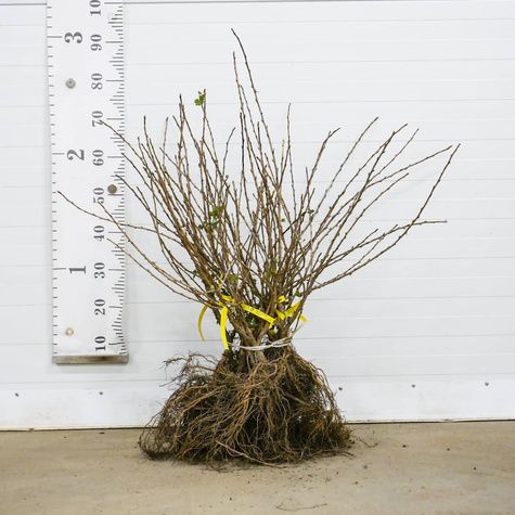 Porzeczko-agrest krzaczasty START PACK