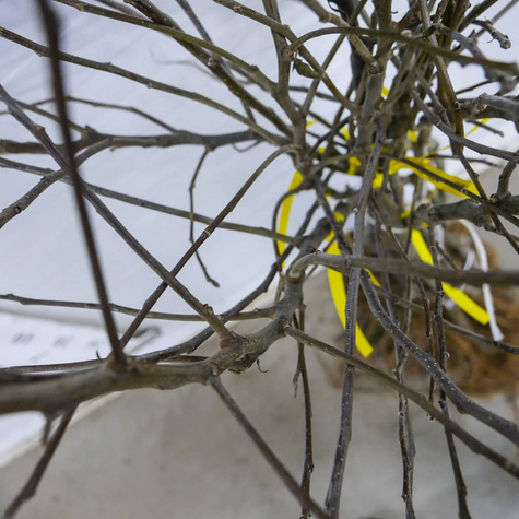 Jabłoń Rubinstar START PACK