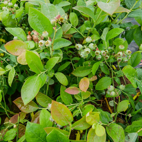 Borówka amerykańska HANNAH'S CHOICE