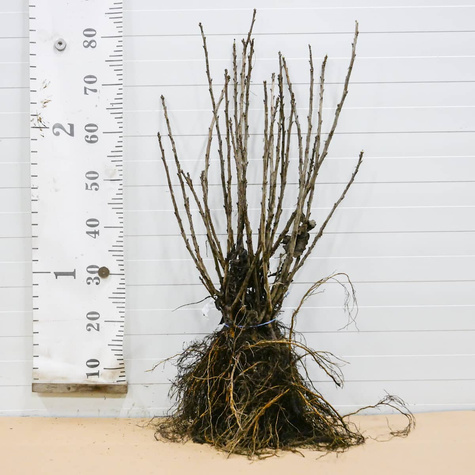 Porzeczka czarna Ben Connan w balocie