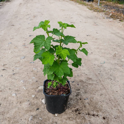 Porzeczka biała z Joteborg