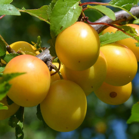 Śliwa japońska Shiro START PACK