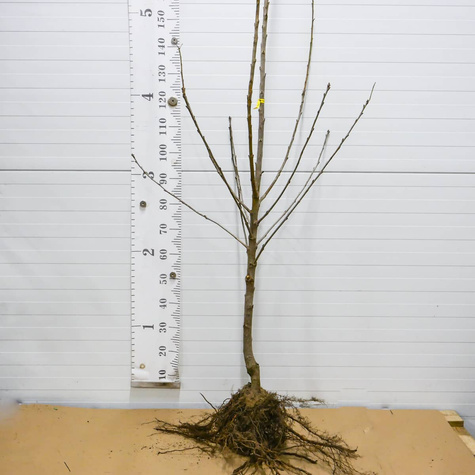 Czereśnia Karina START PACK