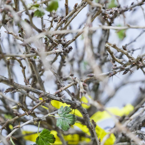 Agrest biały Puszkińskij START PACK