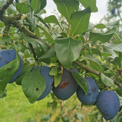 Śliwa First najwcześniejsza Plant Pack