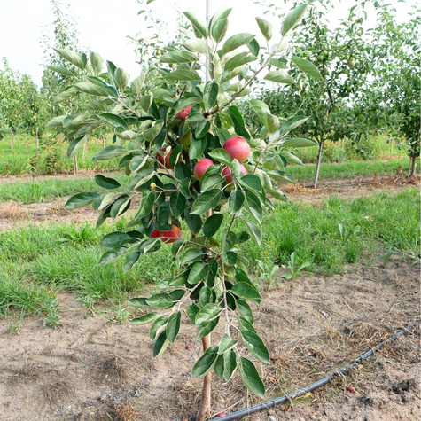 Jabłoń Julka Parchoodporna START PACK