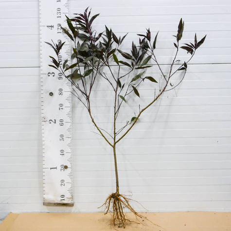 Brzoskwinia czerwonolistna Rubia START PACK