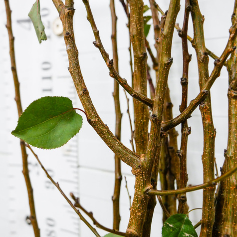 Morela Krasen Kijewski START PACK