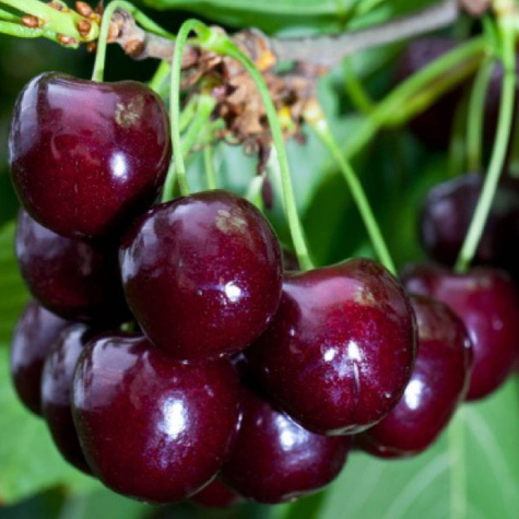 Czereśnia Justyna w doniczce