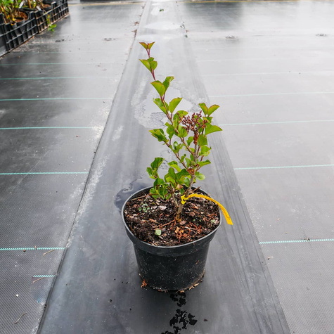 Lilak Meyera Bez Palibin Bardzo pachnący (C2)