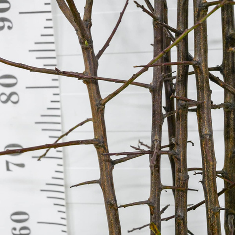 Śliwa Nie-Robaczywka Sadzonka