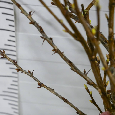 Duo agrest biały i porzeczka biała na pniu w balocie