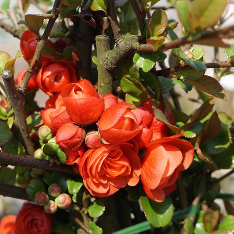 Pigwowiec okazały Orange Storm Pa 60