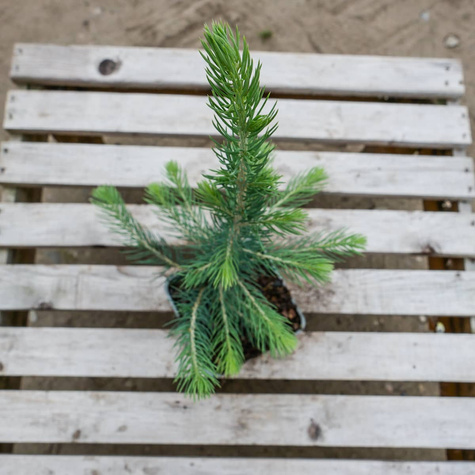 Świerk kłujący Kaibab (C2)