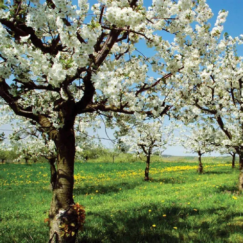 Czereśnia Drogana Żółta w doniczce