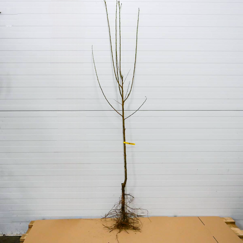 Śliwa japońska czarna START PACK