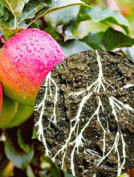 Mikoryza do drzewek i krzewów owocowych 150g