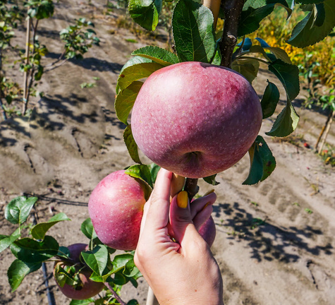 Jabłoń Red Lobo START PACK