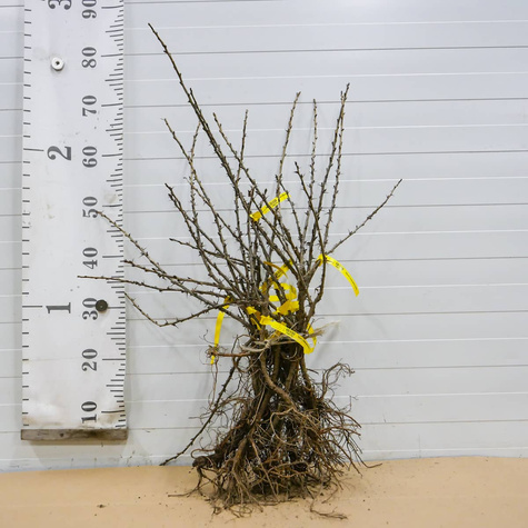 Agrest biały Mucurines START PACK