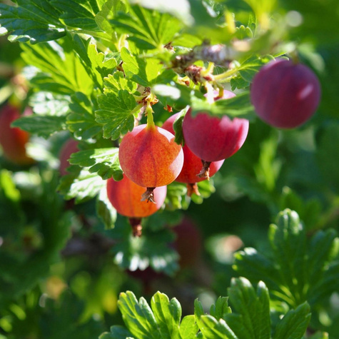 Agrest czerwony Kamieniar na pniu w balocie