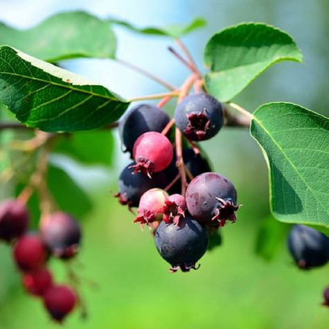 Świdośliwa kanadyjska Prince William