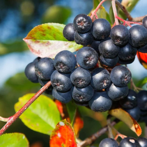 Aronia Czarna Czarnoowocowa Viking