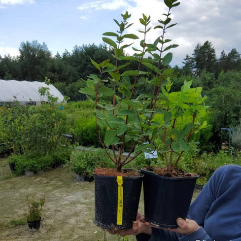 Jagoda kamczacka Jugana wczesna słodka w doniczce